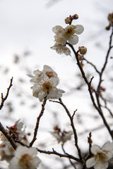 梅の花