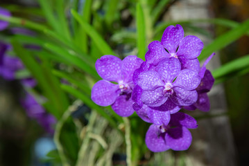 Vanda purple orchid with leaves on the tree