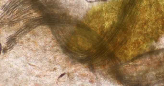 Biosph&auml;re im Micro Universum