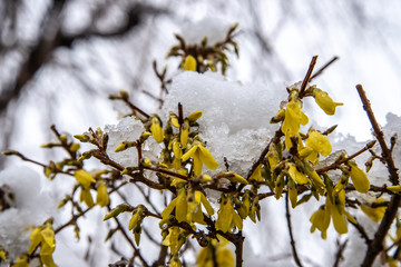 雪を纏う木々