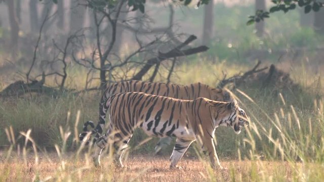 Couple of Bengal Tigers walking on Indian Safari in Madhya Pradesh, India