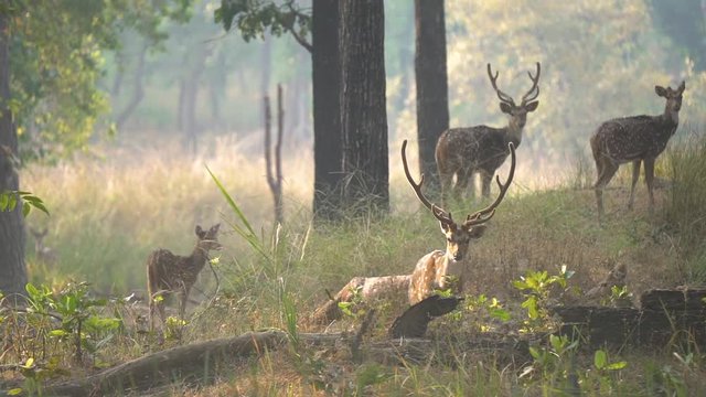 animal,antler,antlers,autumn,axis,bandhavgarh,brown,buck,calf,chital,cute,day,deer,eating,environment,feeding,field,forest,grass,green,horns,hunting,india,indian,jungle,kanha,landscape,male,mammal,nat