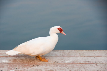 The white duck is standing at the pier,close-up,copy space