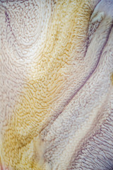 Engine oil that has been changed and mixed with water creates beautiful patterns, can be used to make a background or website