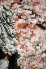Fototapeta premium 日本橋の桜
