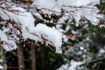 雪を纏う木々