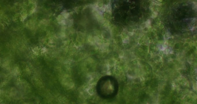 Biosph&auml;re im Micro Universum
