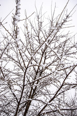 Fototapeta na wymiar 雪を纏う木々