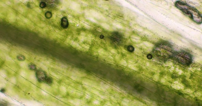 Biosph&auml;re im Micro Universum