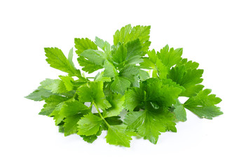 Celery leaf isolated on white background. full depth of field