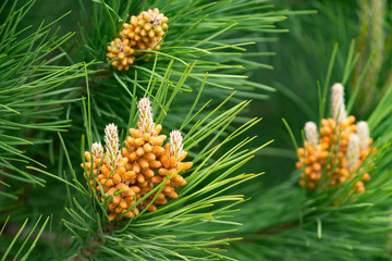 Pine tree flower closeup