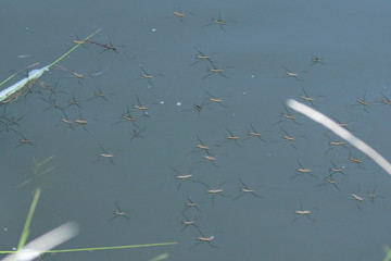 Water Striders on the Murrumbidgee River at Casuarina Sands Reserve, Canberra, Australia during the morning of March 2019