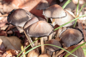 Mycena fungi in a house backyard at Hughes, Canberra, Australia during the afternoon of March 2019