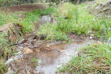 A small run-off creek on a rainy day at Red Hill Nature Reserve, Canberra, Australia during the morning of March 2019