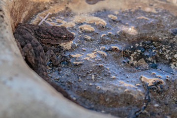 A Southern Marbled Gecko disturbed under a bird bath at Hughes, Canberra, Australia during the afternoon of March 2019