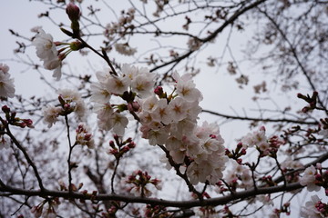 春の桜