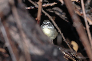 Obraz premium A White-browed Scrubwren searching for food in the morning at Red Hill Nature Reserve, Canberra, Australia in March 2019