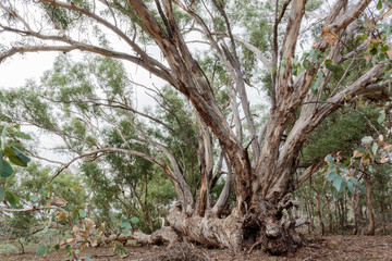 A fallen Yellow Box tree with branches growing vertically at Aranda Bushland Reserve, Canberra, Australia during the morning of March 2019