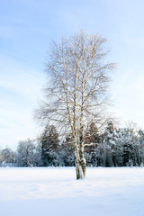Birch in a Snowy Field