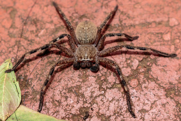 Badge Huntsman Spider resting behind a green leaf in Hughes, ACT, Australia