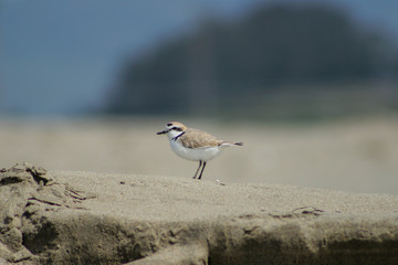 A snowy plover (a small shorebird) stands on a sand dune in profile view.