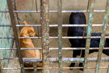 wet dog in the shelter