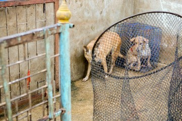 wet dog in the shelter