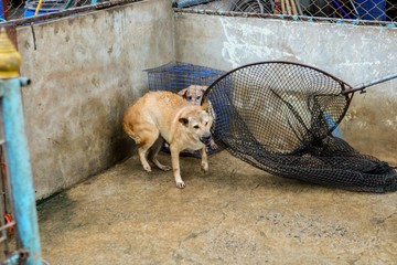 wet dog in the shelter