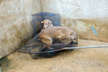 wet dog in the shelter