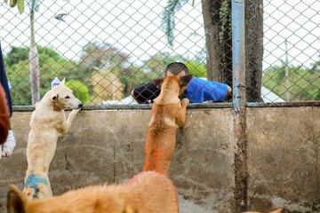 wet dog in the shelter