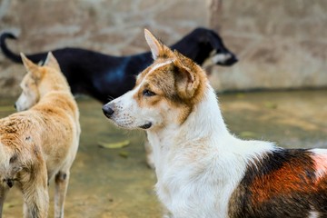 wet dog in the shelter