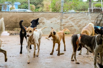 wet dog in the shelter