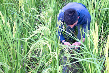 Naklejka na ściany i meble Young farmer take photo for paddy plant in rice field.