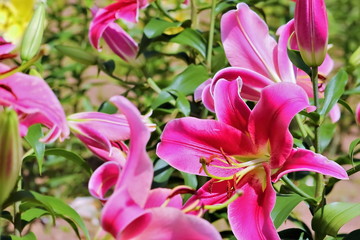 美しい百合の花