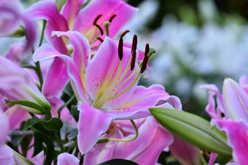 美しい百合の花