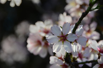 Tree flower blossoms, beatiful spring, flowers natural colorful background, selective focus