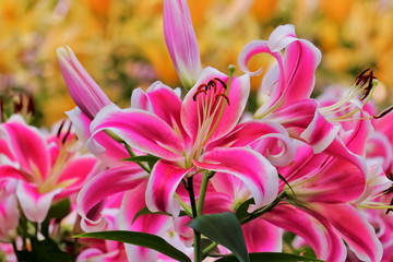 美しいピンクの百合の花