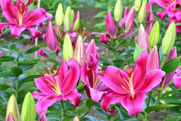 美しい百合の花