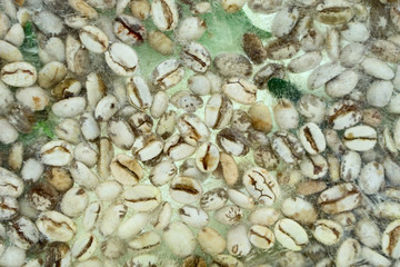 Background of green coffee beans   frozen in ice