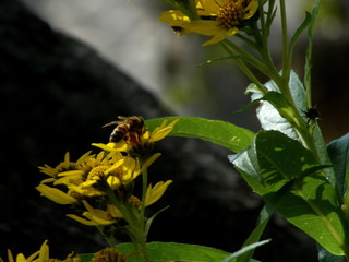 Abeja