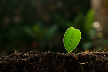 Selective focus on Little seedling in black soil