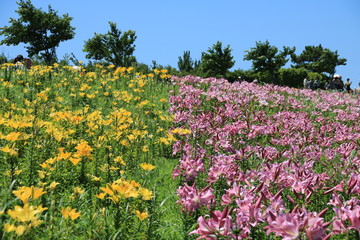 大阪舞洲ゆり園