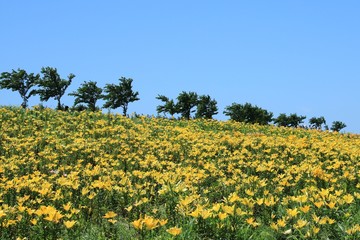 大阪舞洲ゆり園