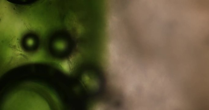 Biosph&auml;re im Micro Universum