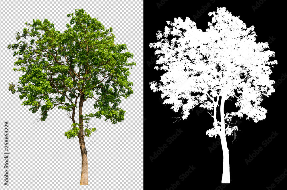 Leinwandbilder single tree on transparent picture background with clipping path, single tree with clipping path and alpha channel on black background