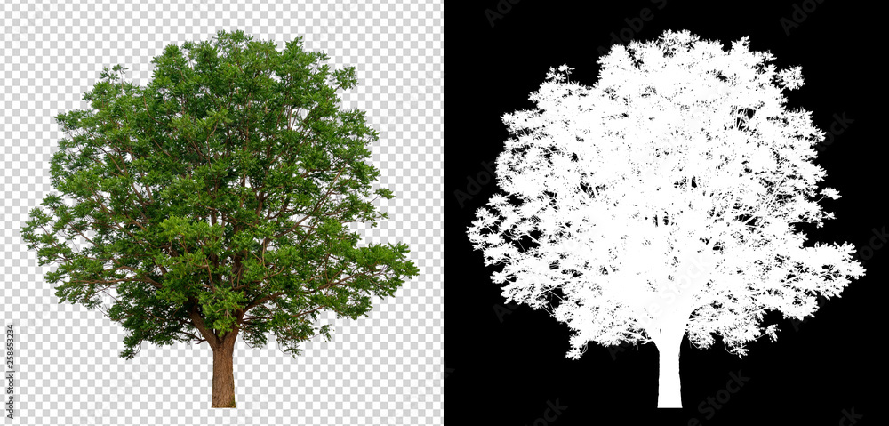 Poster single tree on transparent picture background with clipping path, single tree with clipping path and alpha channel on black background