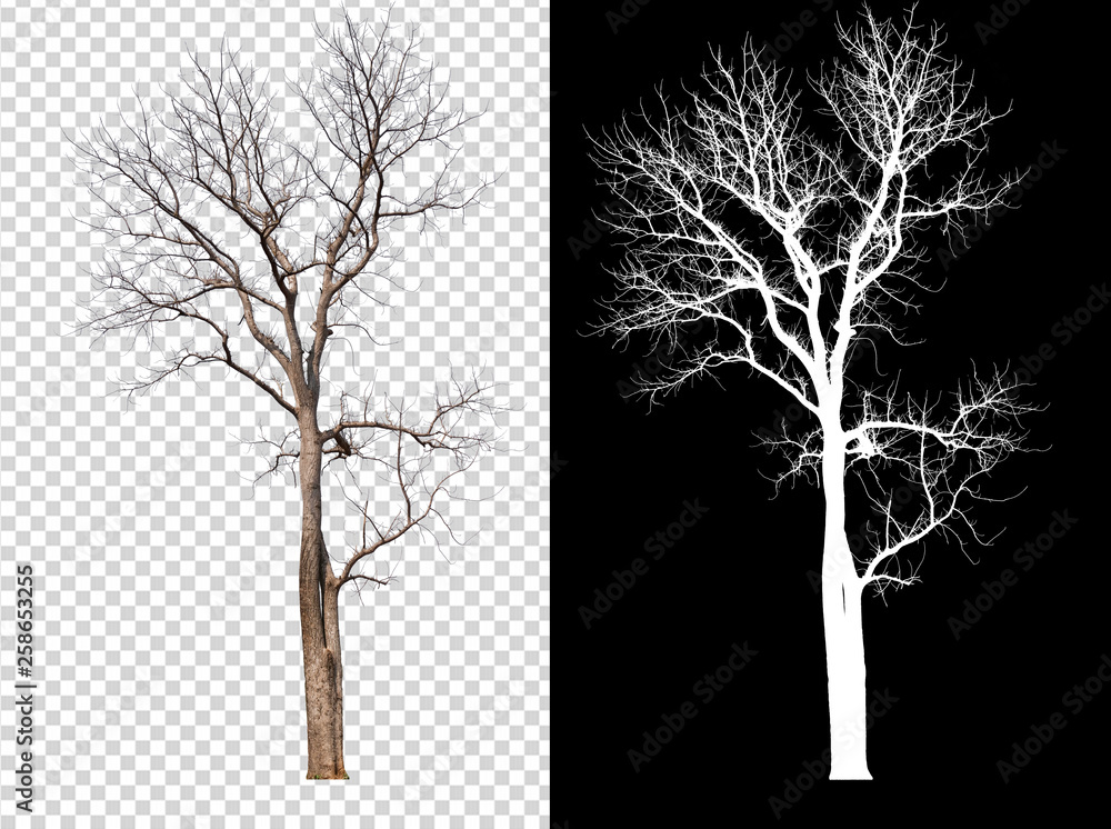Leinwandbilder single tree on transparent picture background with clipping path, single tree with clipping path and alpha channel on black background