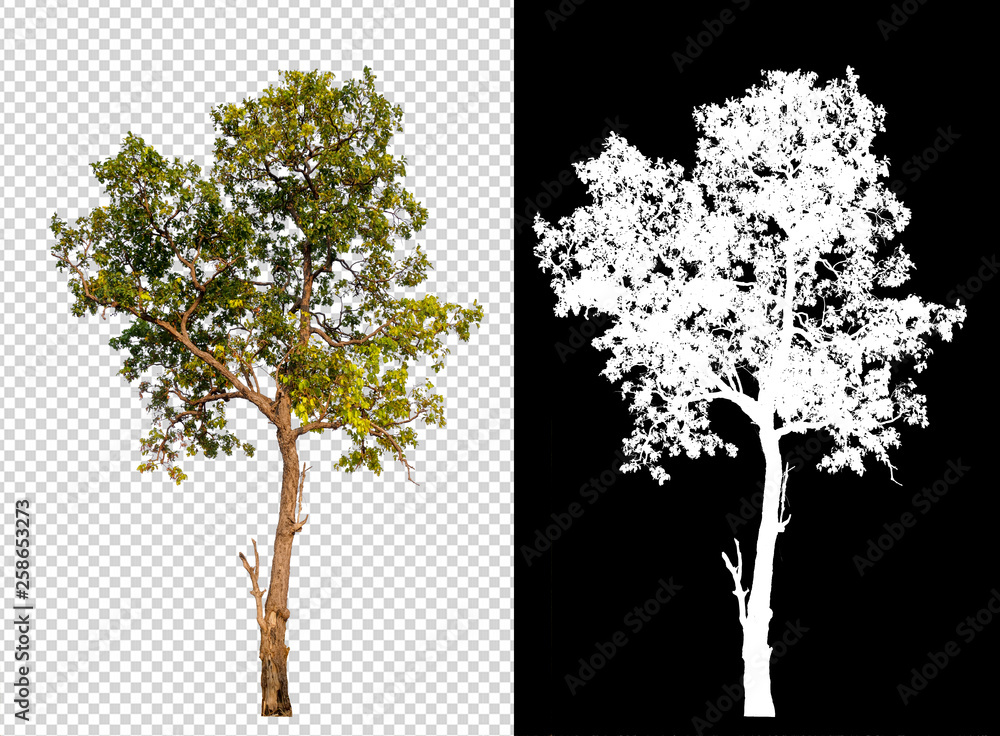 Aufkleber single tree on transparent picture background with clipping path, single tree with clipping path and alpha channel on black background