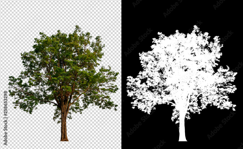 Leinwandbilder single tree on transparent picture background with clipping path, single tree with clipping path and alpha channel on black background