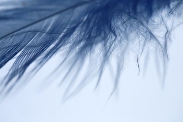 Feather blue macro background.  feather texture. Blue feather on white background. Close-up  feather.Weightlessness.copy space